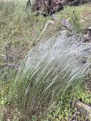 Austrostipa elegantissima