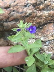 Stemodia durantifolia