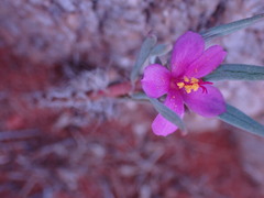 Portulaca kermesina