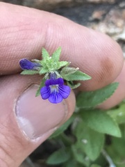 Stemodia durantifolia