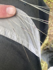 Austrostipa elegantissima