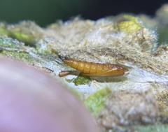 Astrotischeria omissa