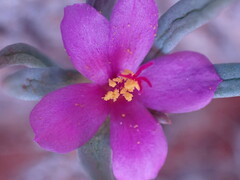 Portulaca kermesina