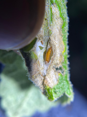 Astrotischeria omissa