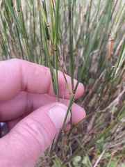 Austrostipa elegantissima