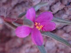 Portulaca kermesina
