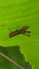 Oxyini