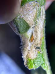 Astrotischeria omissa