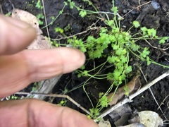 Ranunculus sessiliflorus