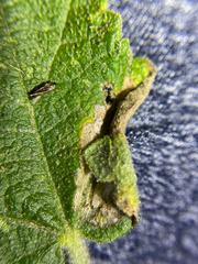 Astrotischeria omissa