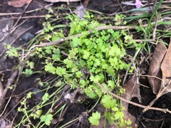 Ranunculus sessiliflorus
