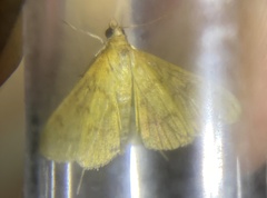 Pyraustini