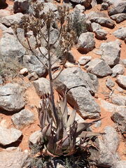 Aloe hereroensis