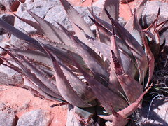 Aloe hereroensis