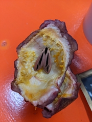 Creatonotos
