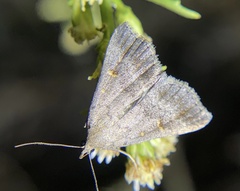 Tetanolita palligera