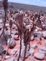 Aloe hereroensis