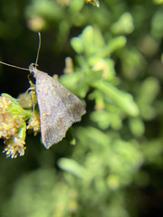 Tetanolita palligera