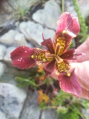 Moraea lurida