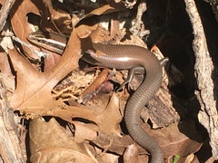 Plestiodon tetragrammus