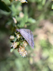 Tetanolita palligera