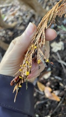 Chloroscypha alutipes