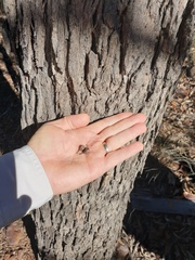 Corymbia trachyphloia