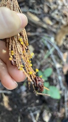 Chloroscypha alutipes