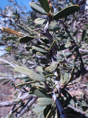 Boscia albitrunca