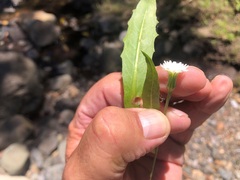 Hypochaeris albiflora