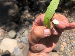 Hypochaeris albiflora