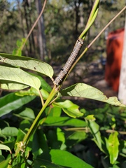 Euploea core corinna