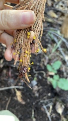 Chloroscypha alutipes