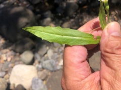 Hypochaeris albiflora