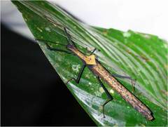 Pseudophasma bispinosum