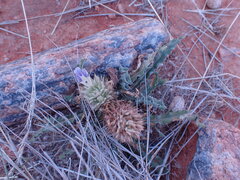 Acanthopsis hoffmannseggiana