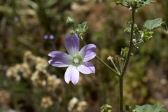 Malva weinmanniana