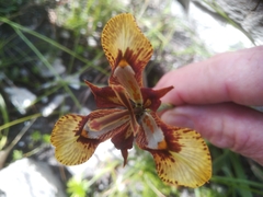 Moraea lurida