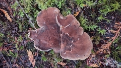 Jahnoporus