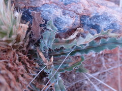 Acanthopsis hoffmannseggiana