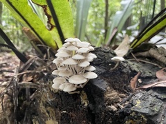 Favolaschia manipularis