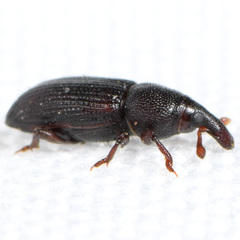 Cossoninae