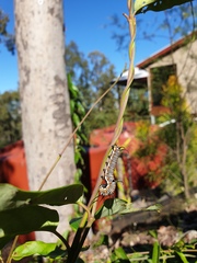 Euploea core corinna