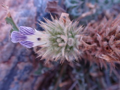 Acanthopsis hoffmannseggiana