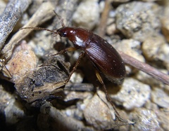 Calathus ruficollis