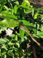 Euploea core corinna