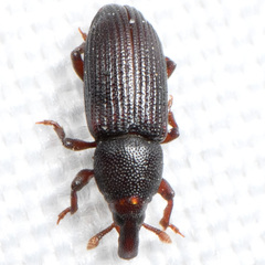 Cossoninae