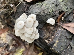 Favolaschia manipularis