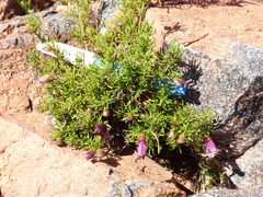Prostanthera florifera
