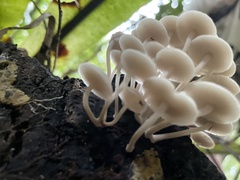 Favolaschia manipularis